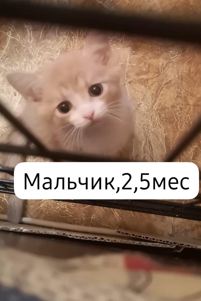 Котята бесплатно