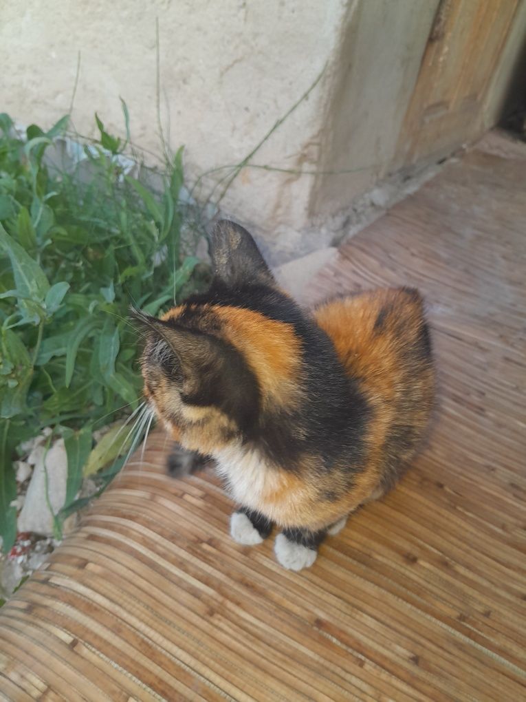 Отдам двух котят в хорошие руки