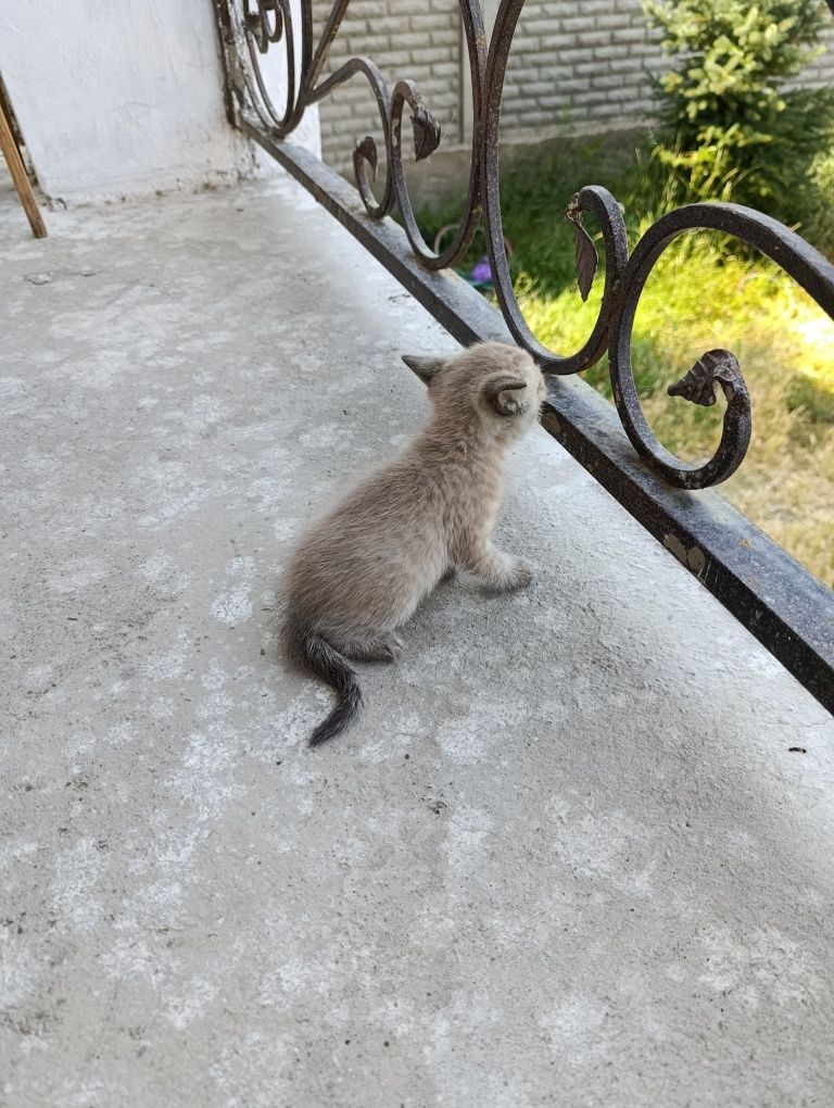 Котята сиамские и тигровый в хорошие руки