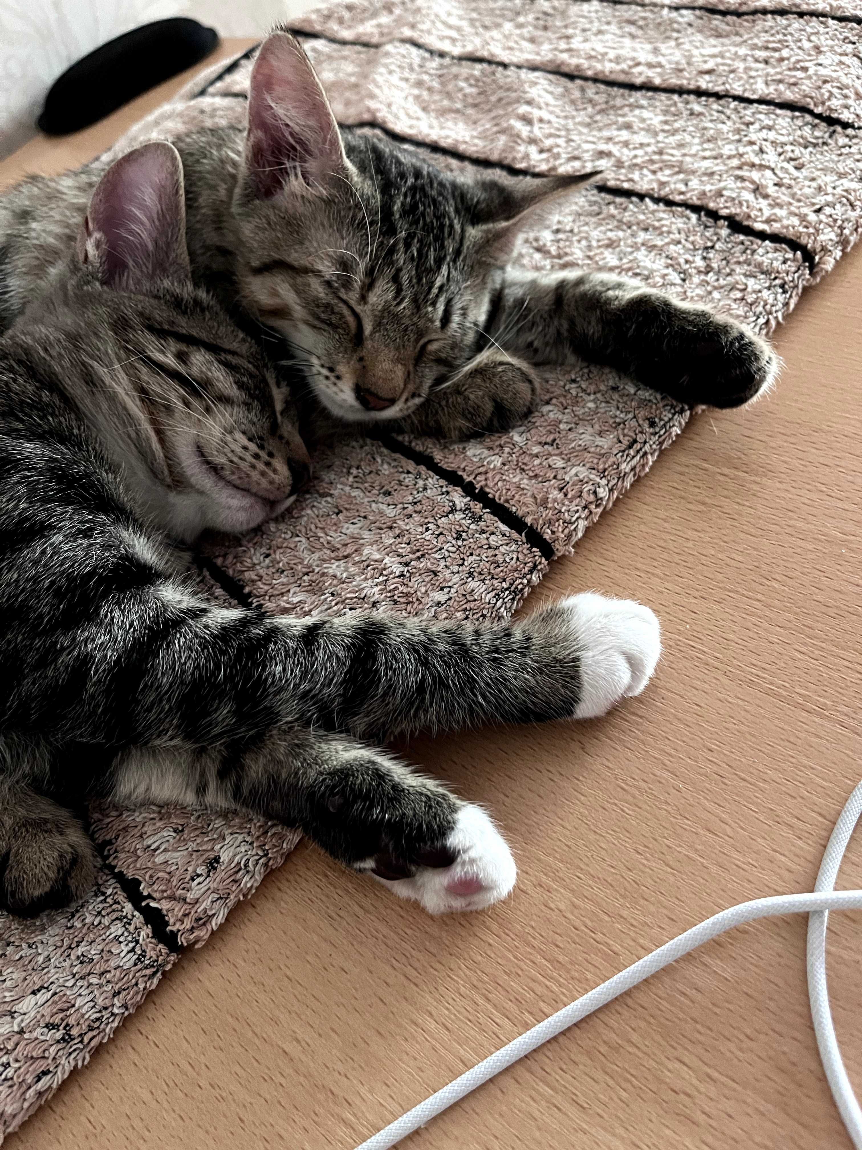 Котёнок(девочка), тигровый окрас