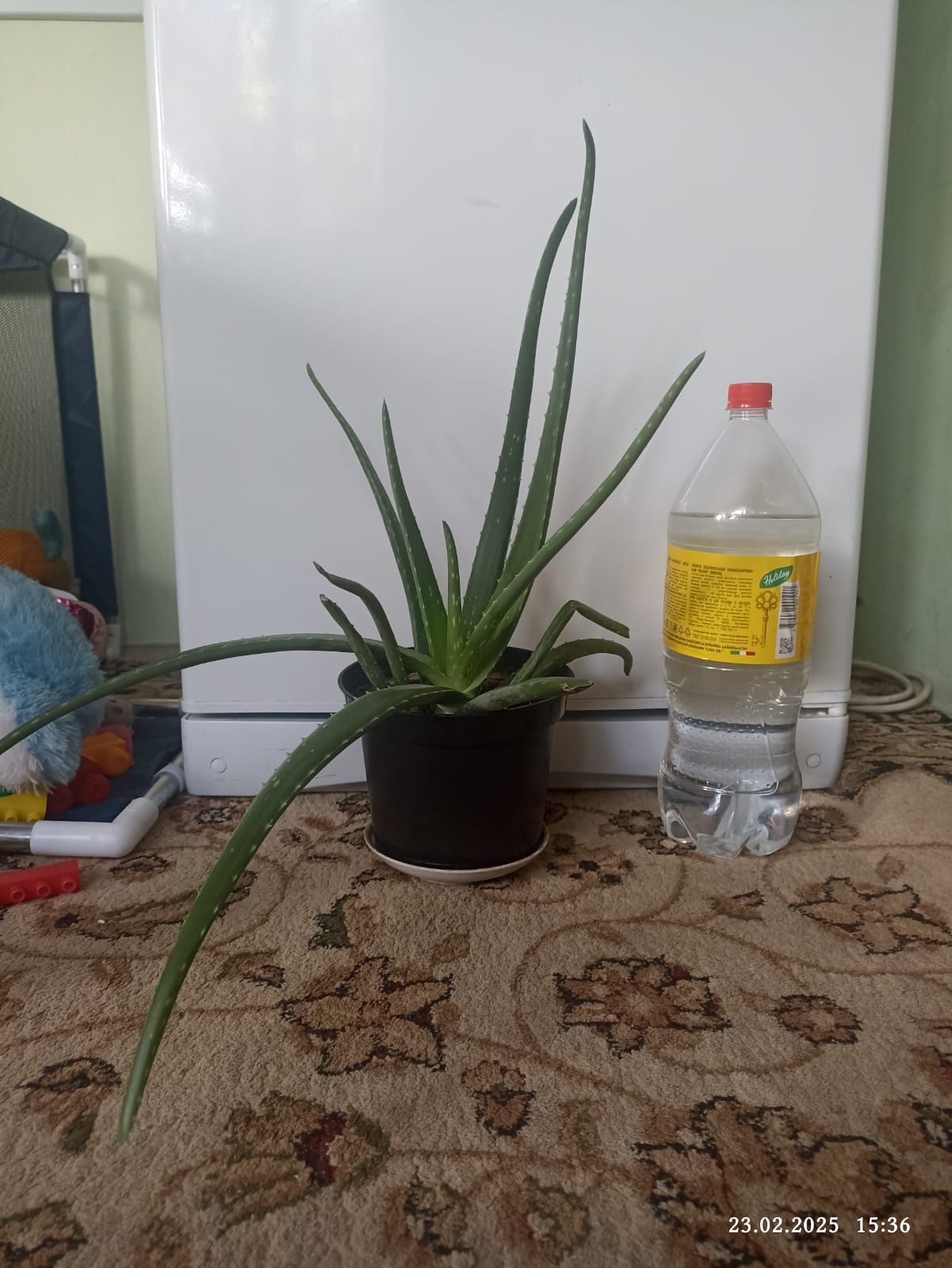 Ухоженные комнатные цветы