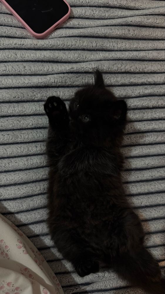 Котёнок, 2 месяцев