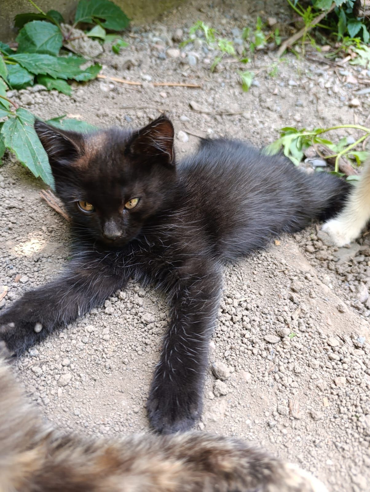 Котята в хорошие руки