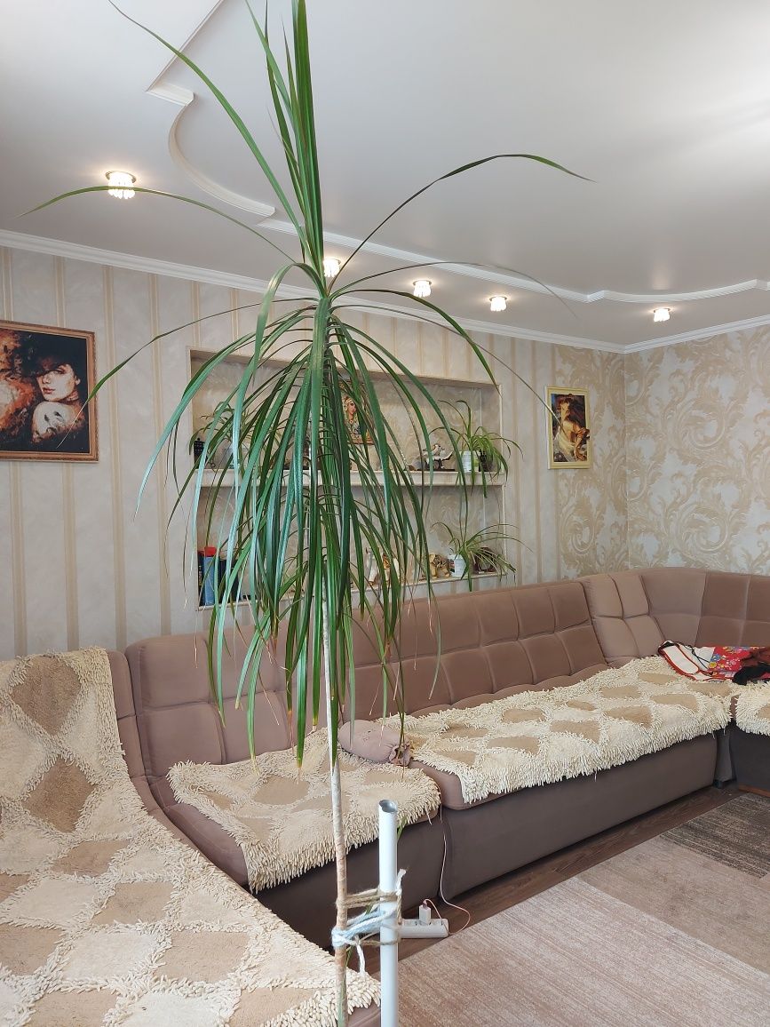 Продам Драцену стебель 180 см.