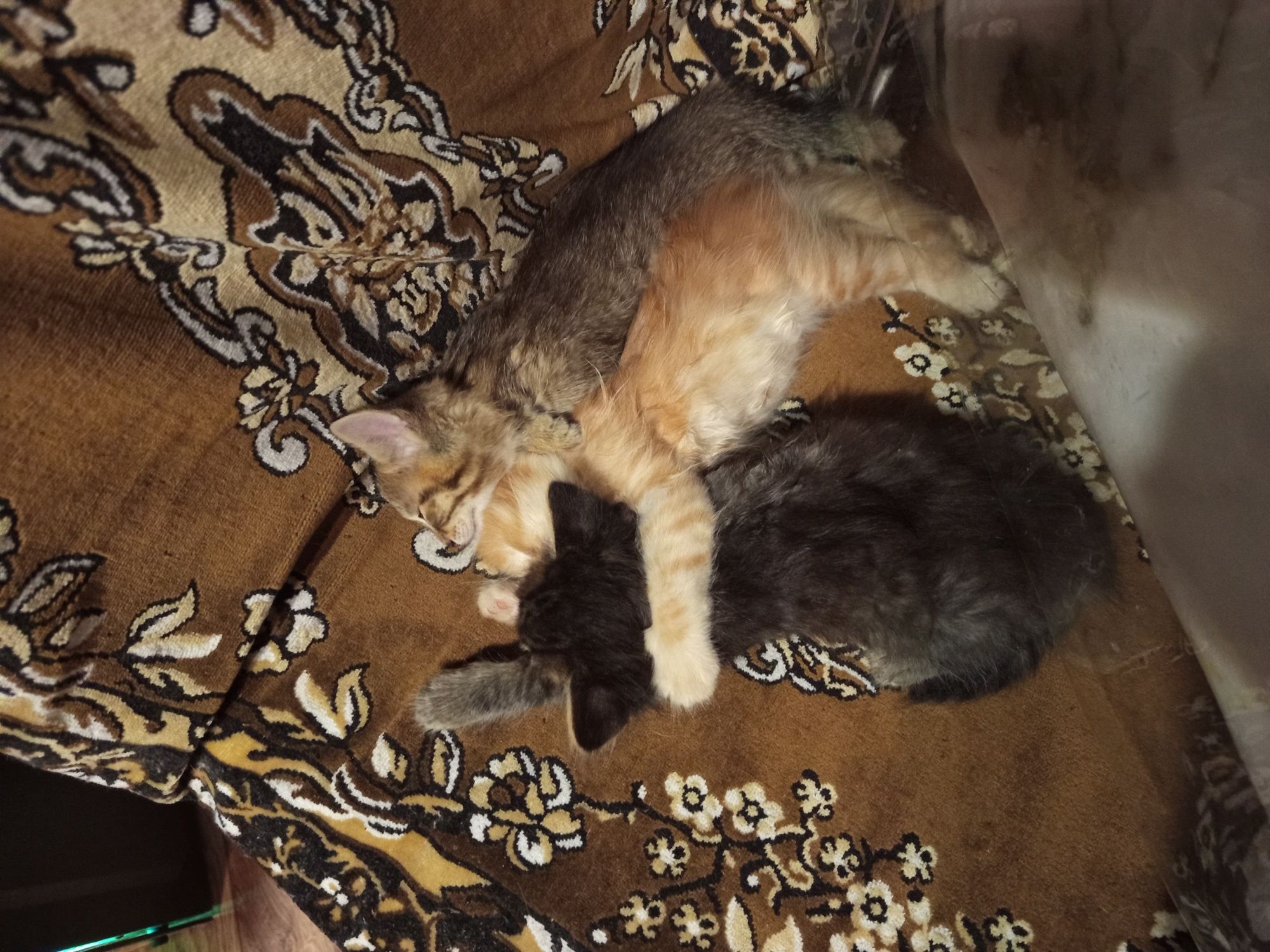 Отдам котят в добрые руки