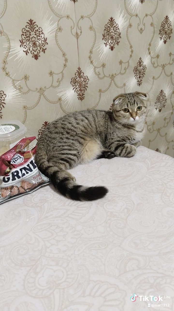 Отдам кошку даром