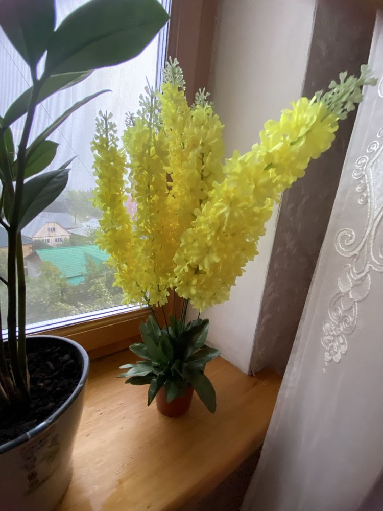 Декоротивные цветы