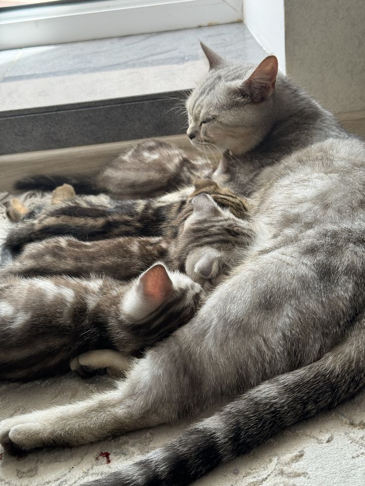 Шотландские котята ищут хозяев