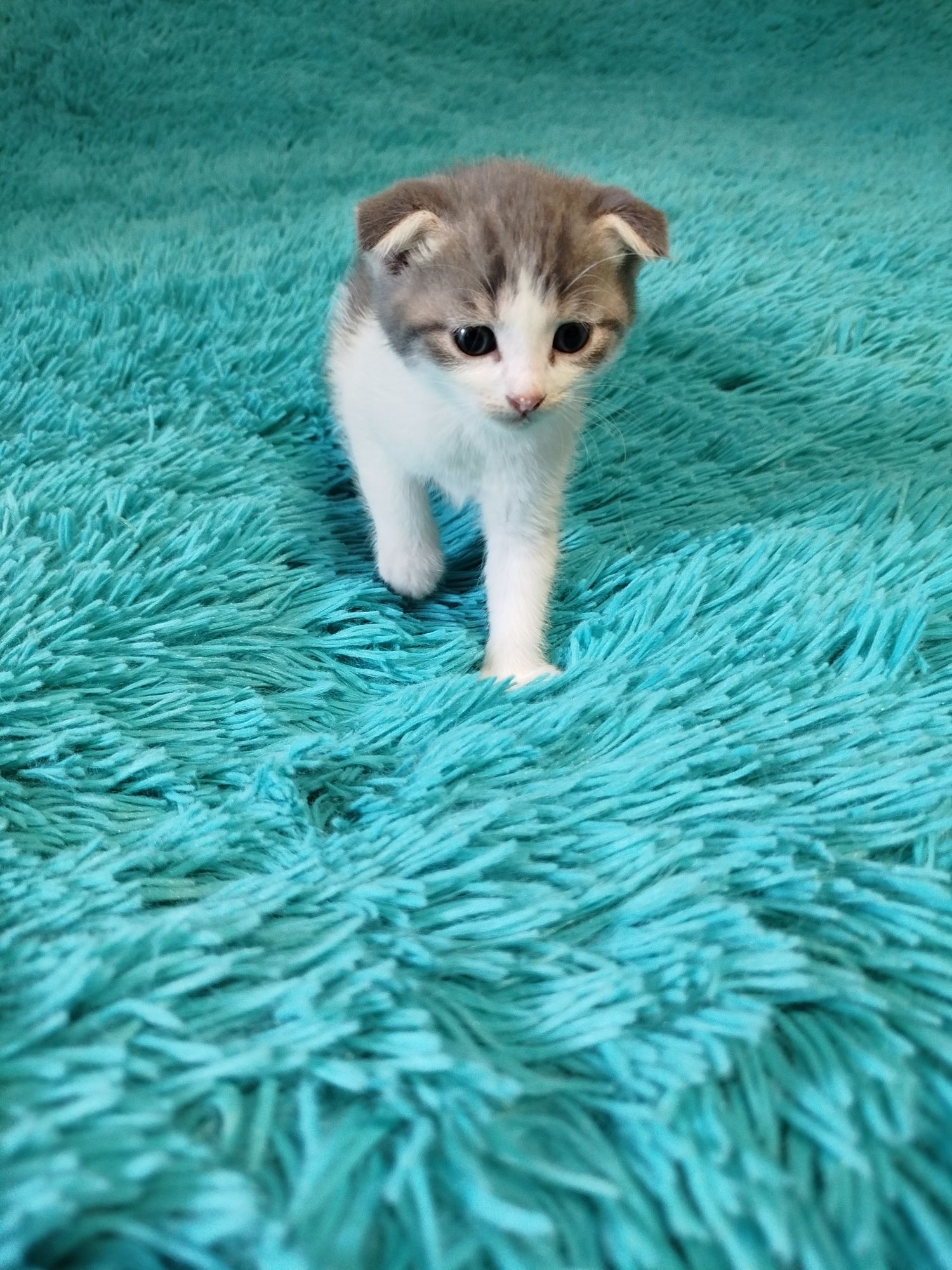 Отдам в добрые руки котят