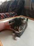 Отдам котят вислоухих