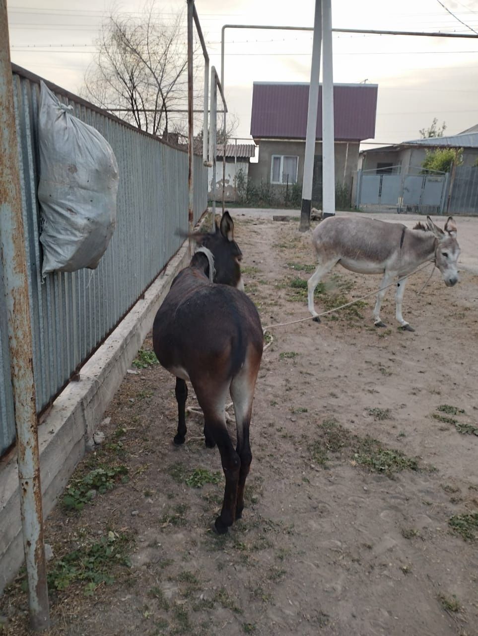 Продам ишаков 2 иашки для хозяйство