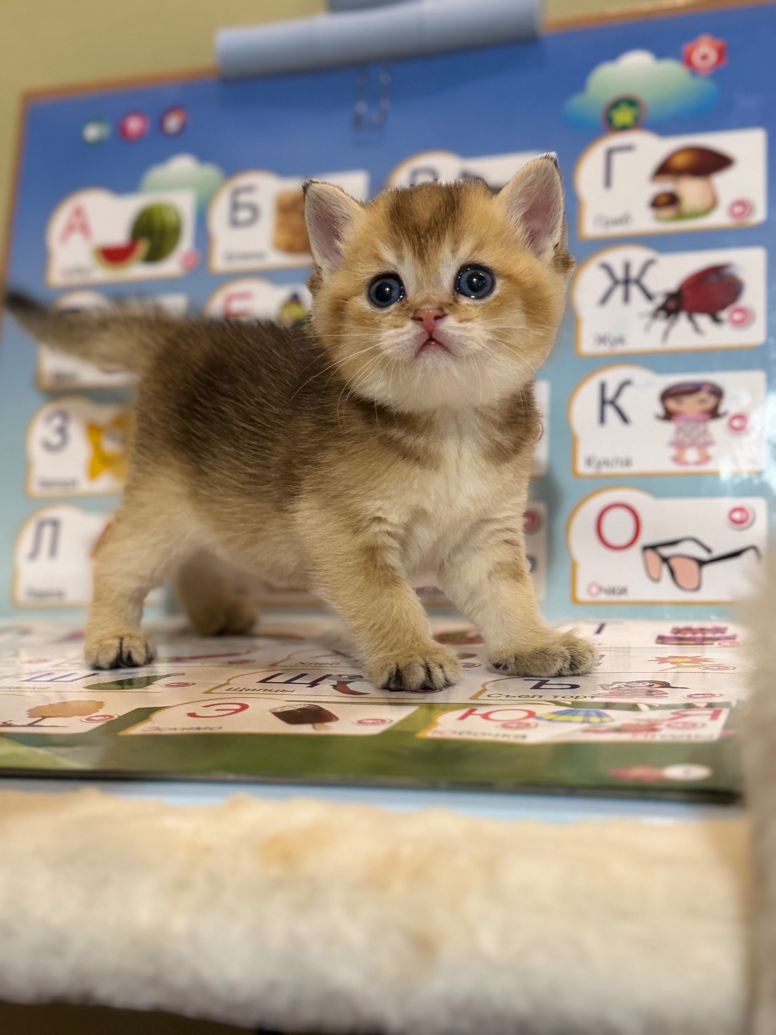 Продаются котята золотая шиншилла.
