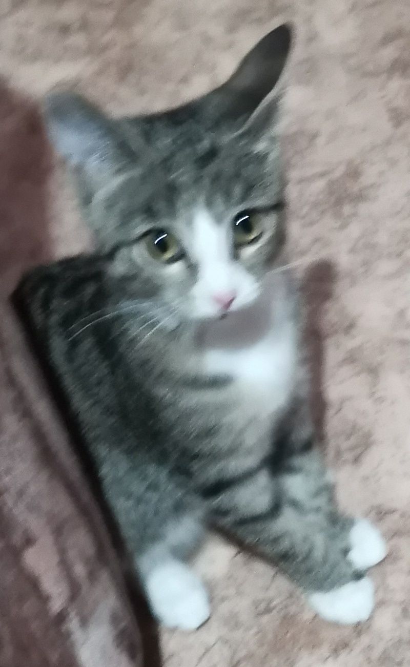 Котенок в добрые руки
