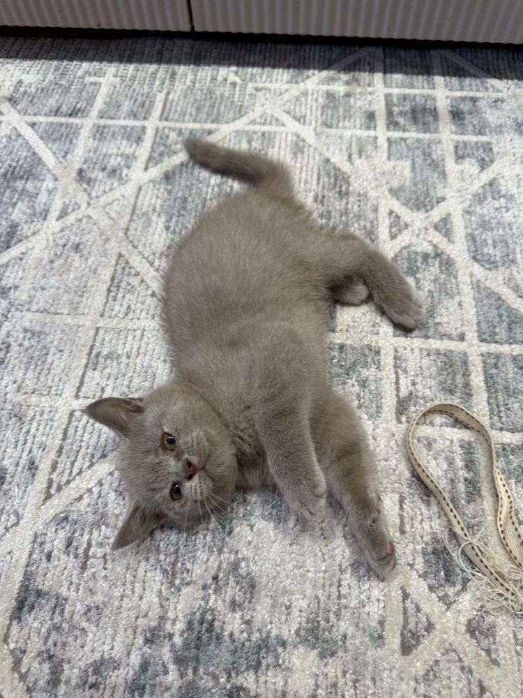 Продам котенка британца