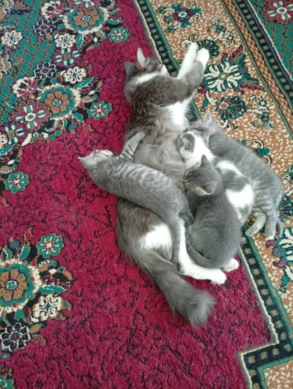 Отдам котят даром