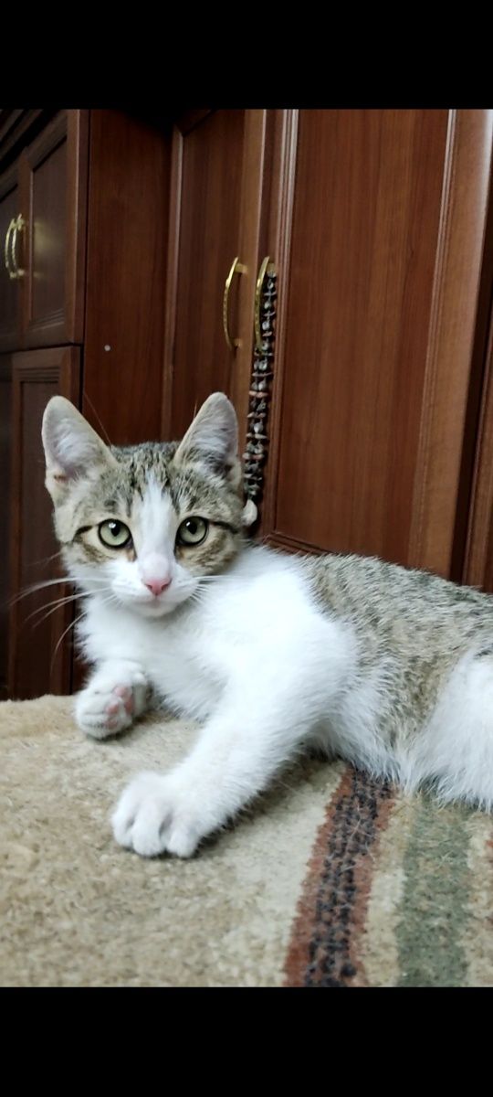 Очень красивый котёнок ищет дом