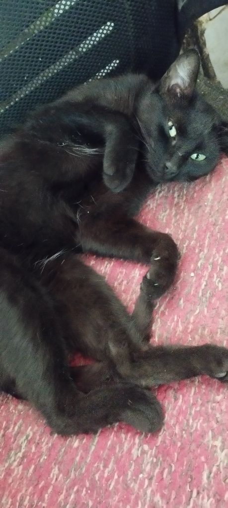 Кошечке нужен дом