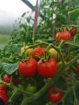 Продам помидоры свежие черри, очень вкусные
