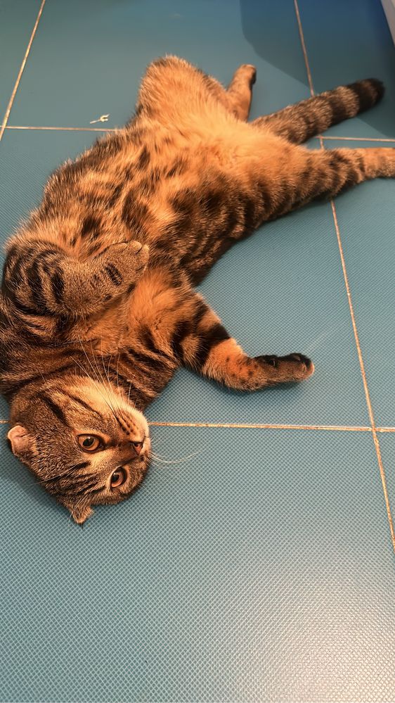 Вязка шотландского кота