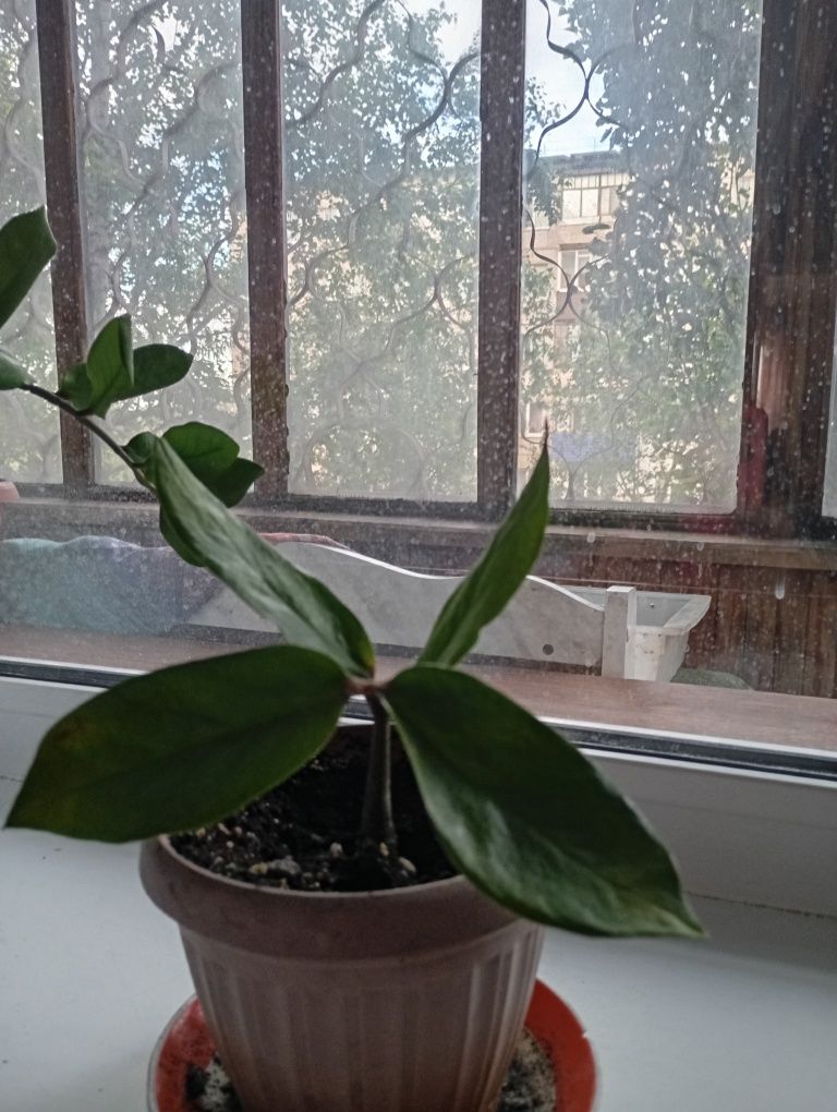 Комнатные растения.