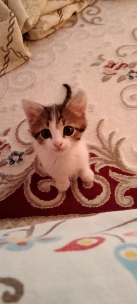 Отдам котенка девочку в добрые руки