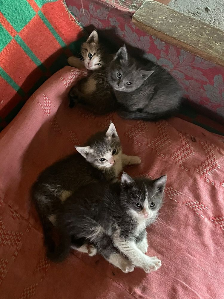 Котята домашние