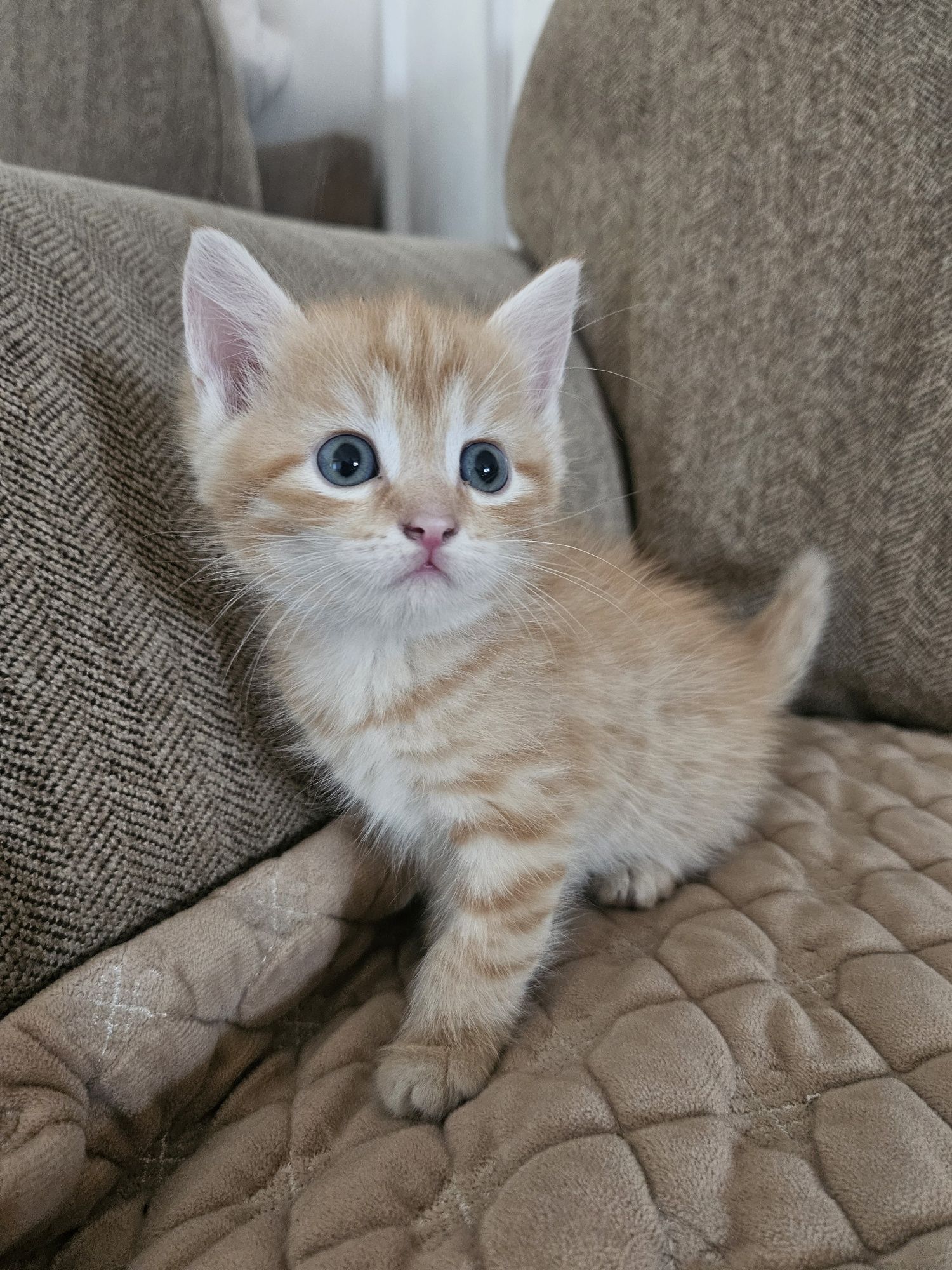 Отдам котят бесплатно