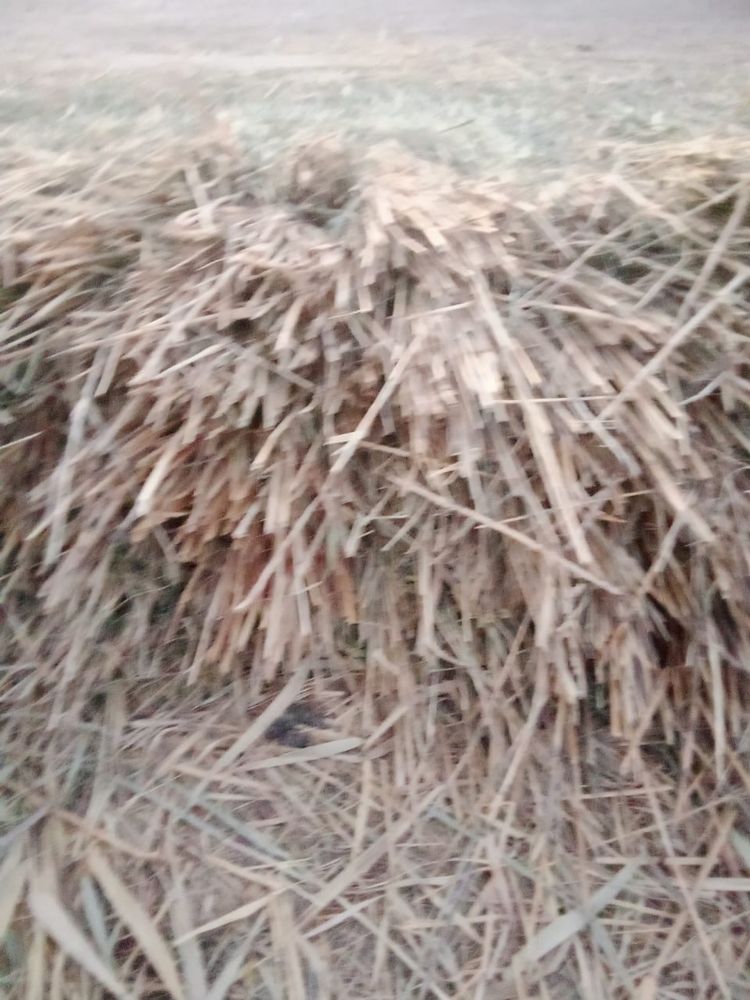 Қамыс сатылады бағасы 400 теңге