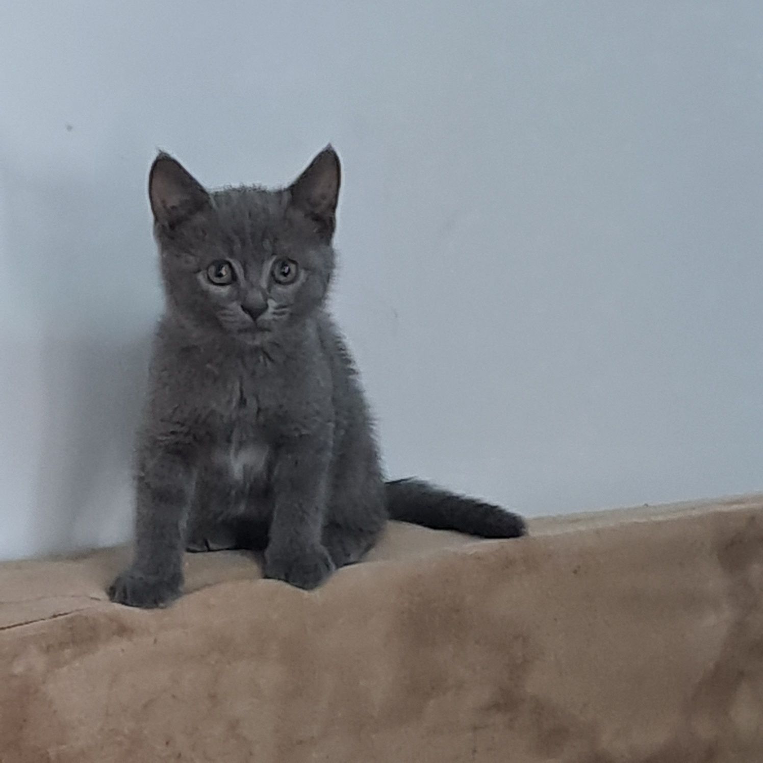 Шотландский кот мальчик!