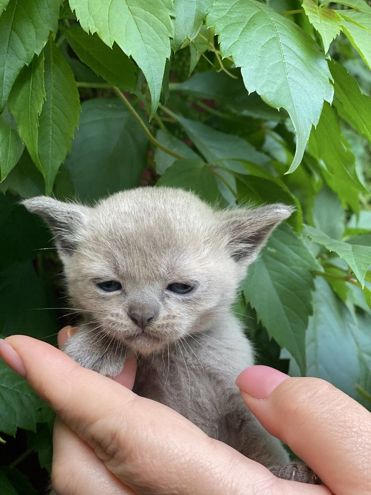 Бурманские котята