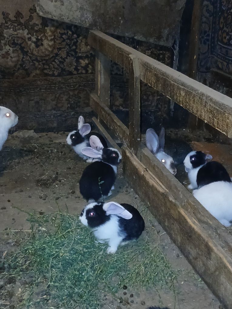 Продам домашний  кролик