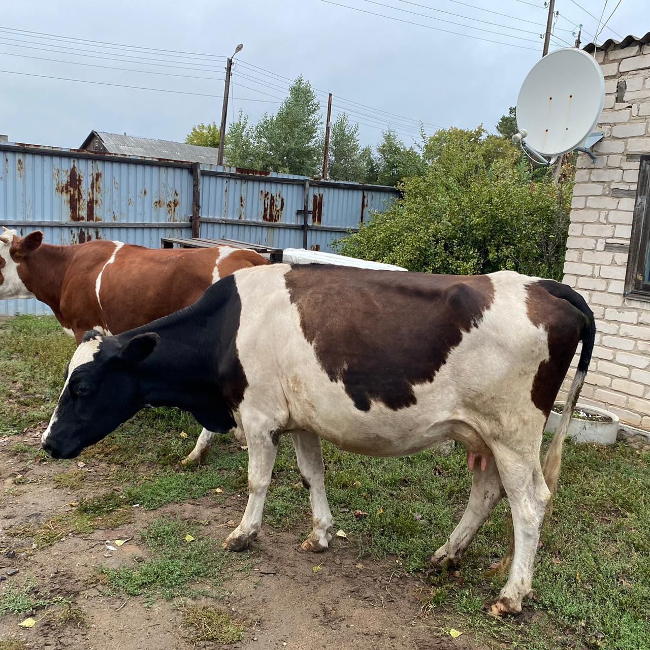 Продам каров 3 головы цена даговорное