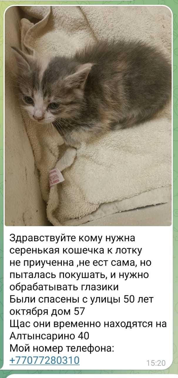 Котенок ответственным людям