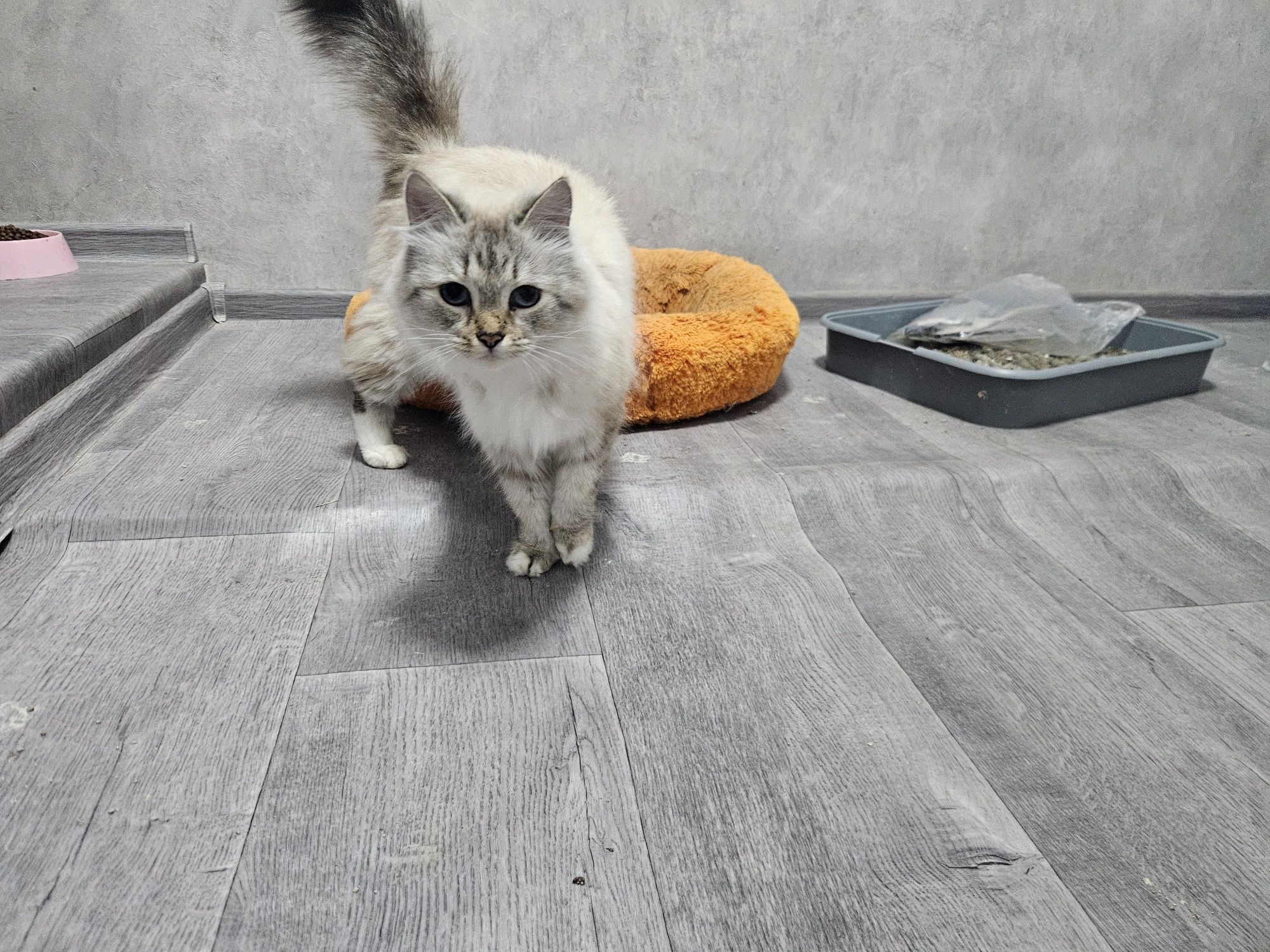 отдам молодую кошечку в хорошие руки.