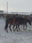 Продам животноводческое хозяйство