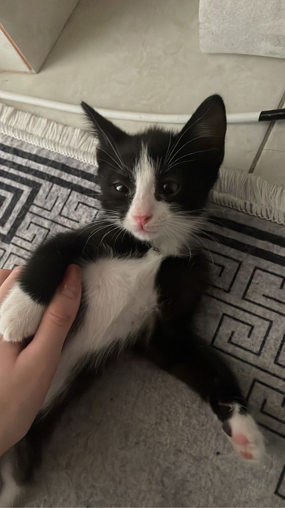 Котята 3 месяца, приучены к лотку игривые