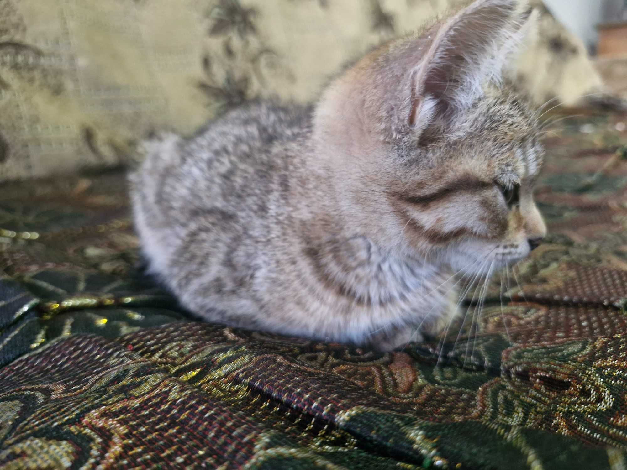 Котенка в хорошие руки