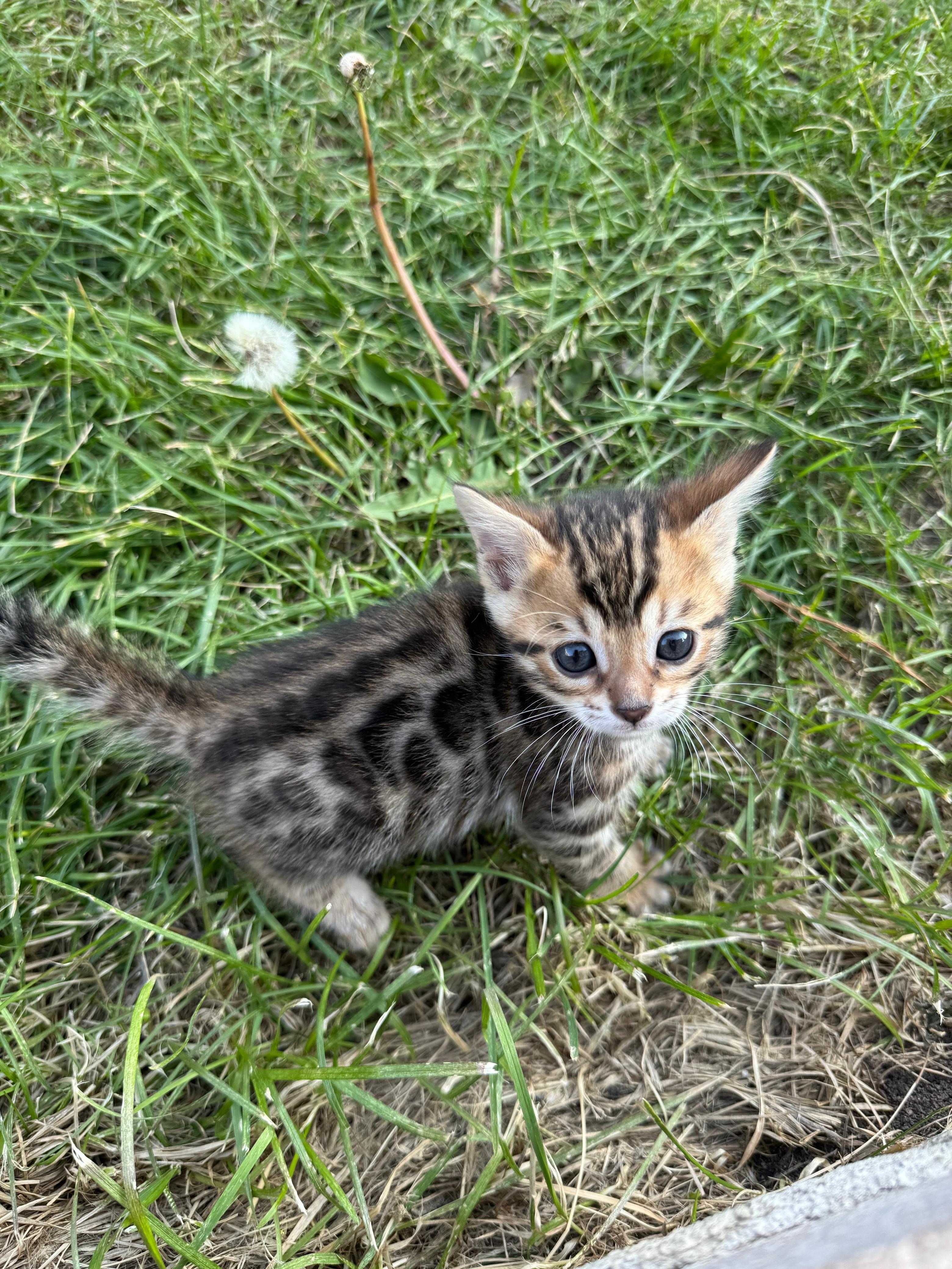 Продам бенгальских котят