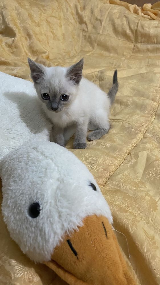 Отдам котят в добрые руки