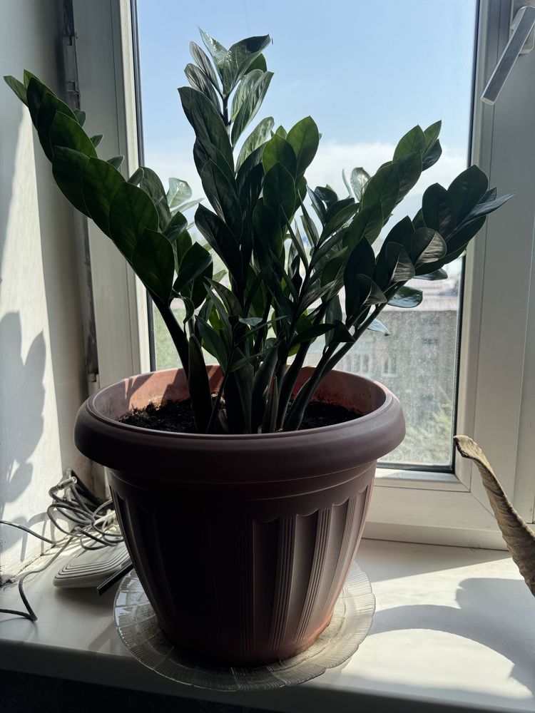 Доллоровое  комнатное растение