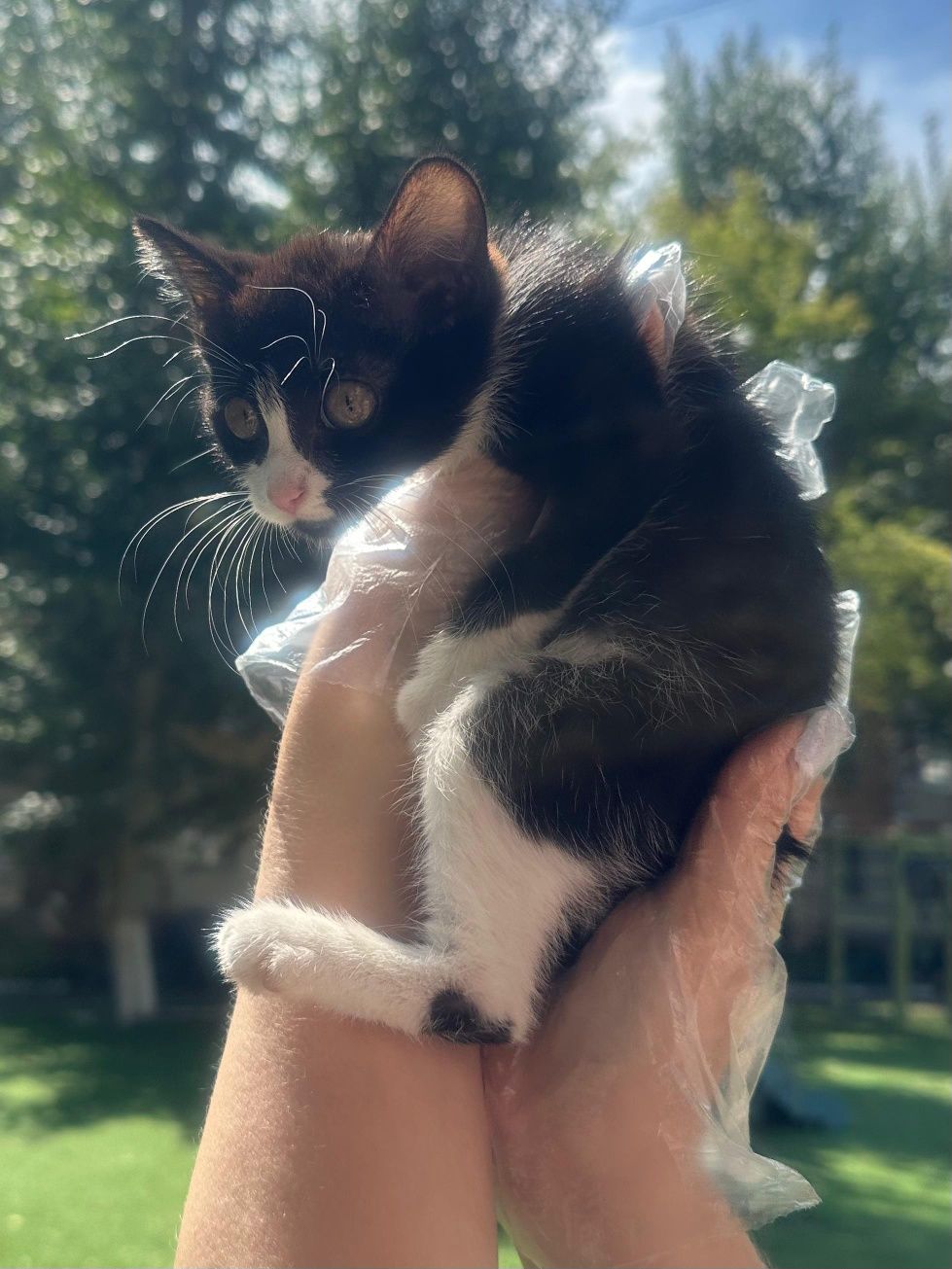 Котенок ищет дом