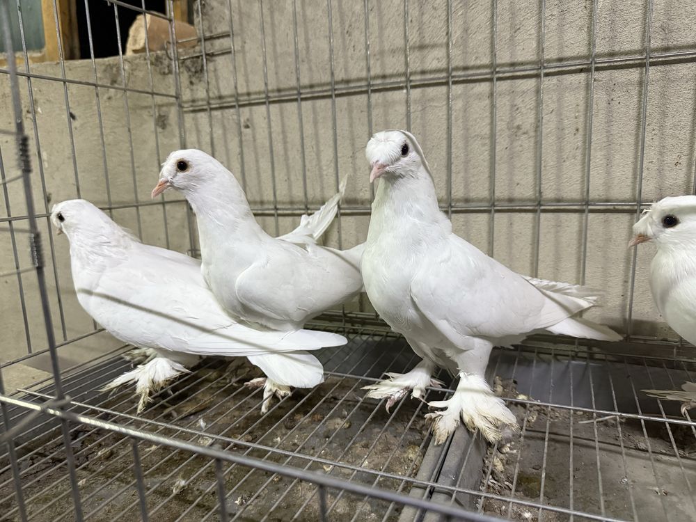 Такла и бакинцы широкохвостые