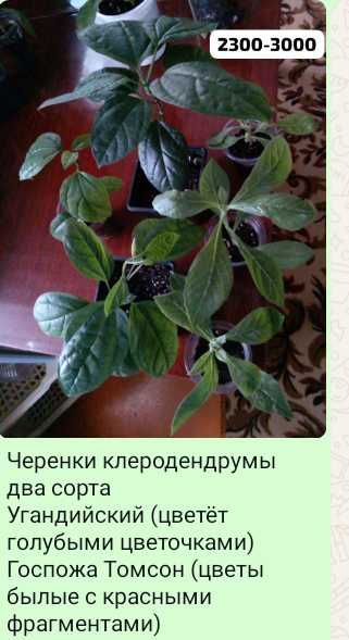 Комнатные цветочки,отростки