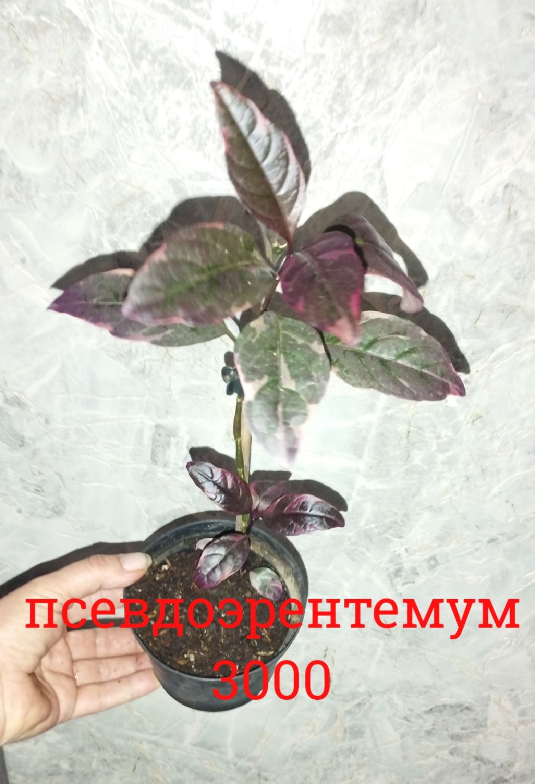 Цветы  комнатные