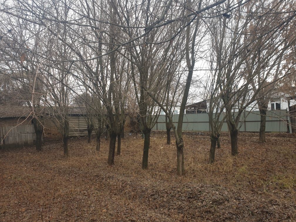 Уй сатылады алгабас ауылында