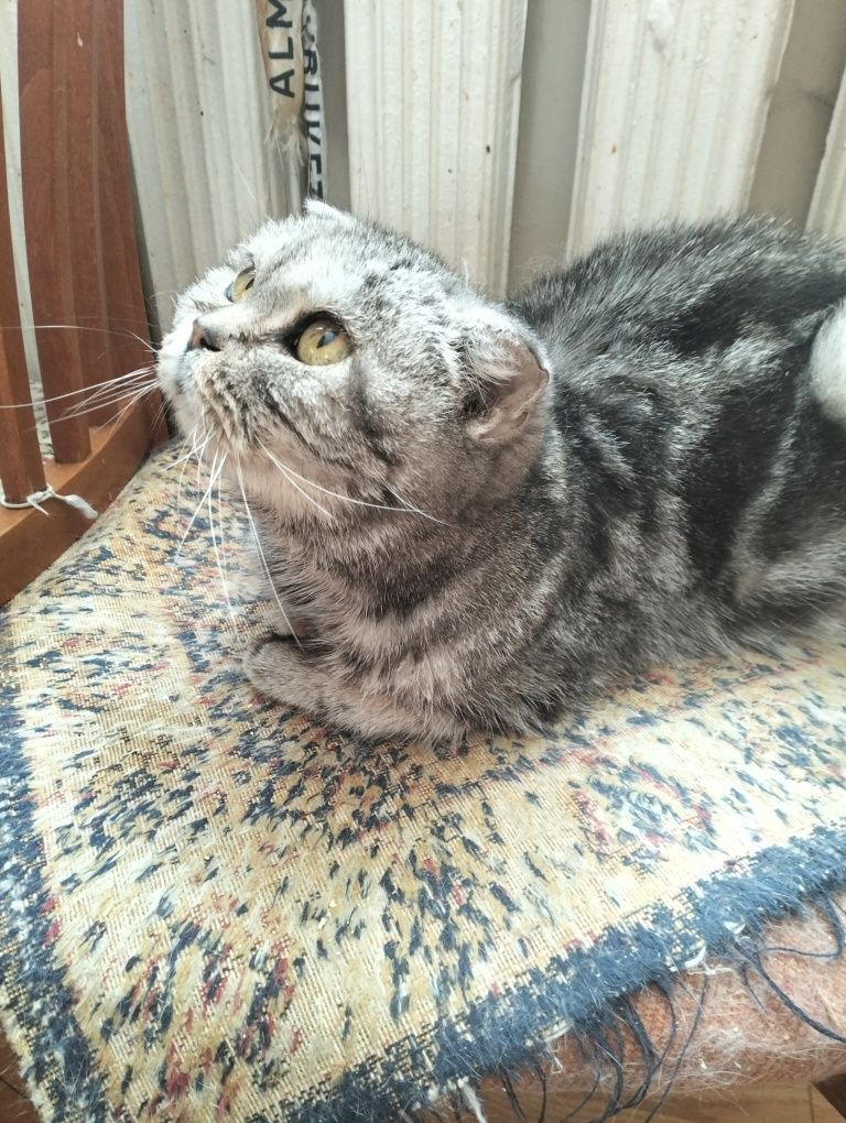 Кошки британской и шотландской породы