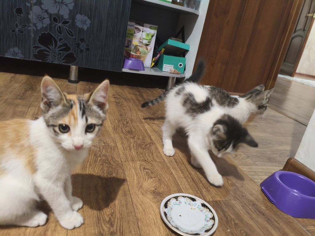Котята, бесплатно