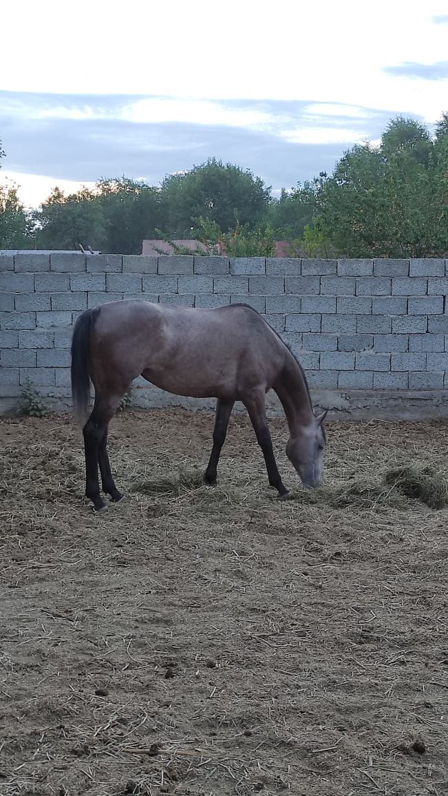 Продам кобылу Таза қан ту бие салылады