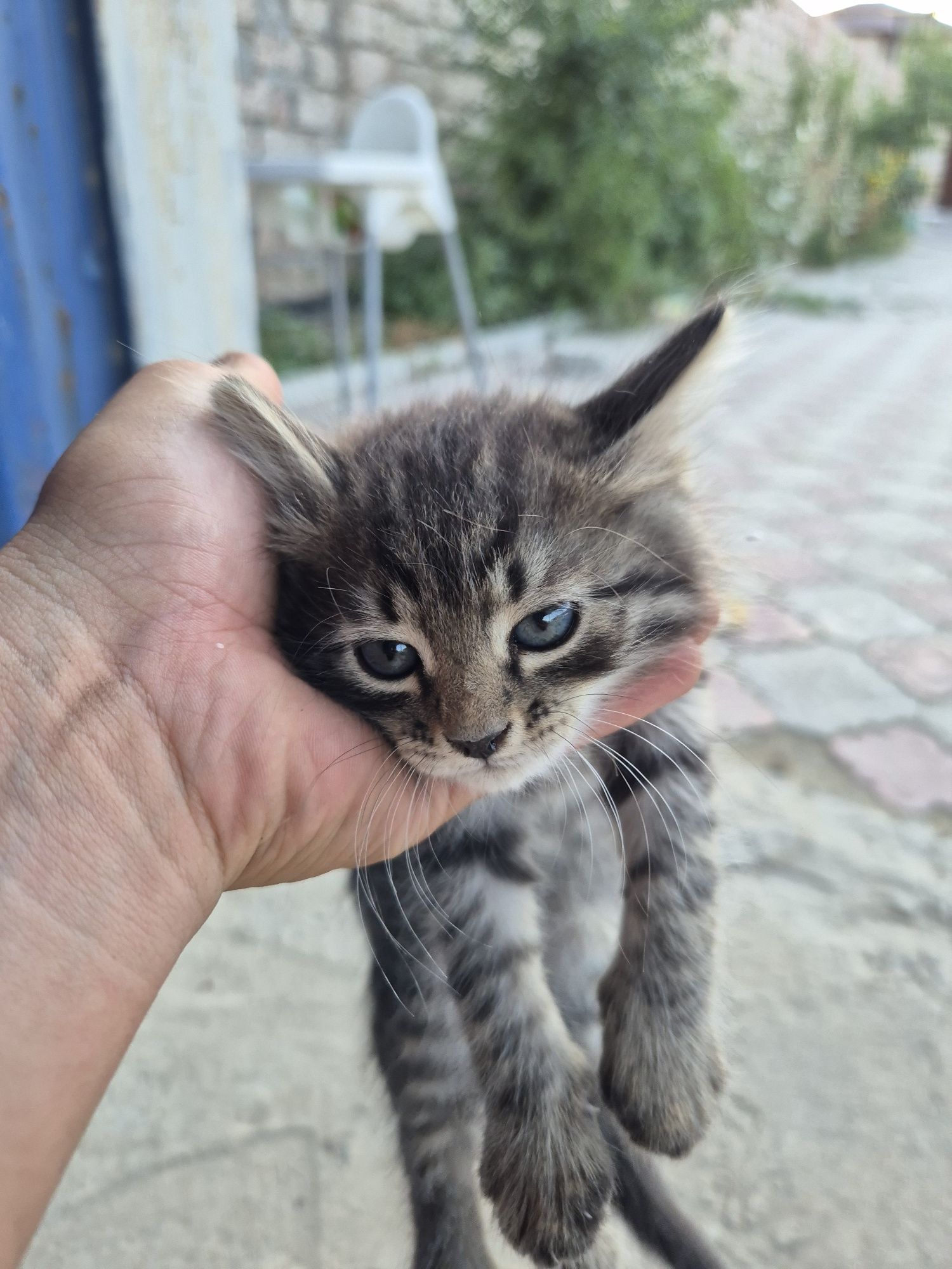 Мысық ,кот ,cat тегін