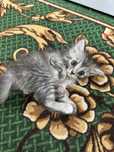 Отдам котят бесплатно